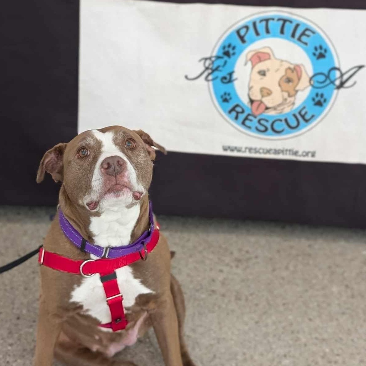 Jolene, a Adoptable Pit Bull Terrier in Westchester, IL image 2/6