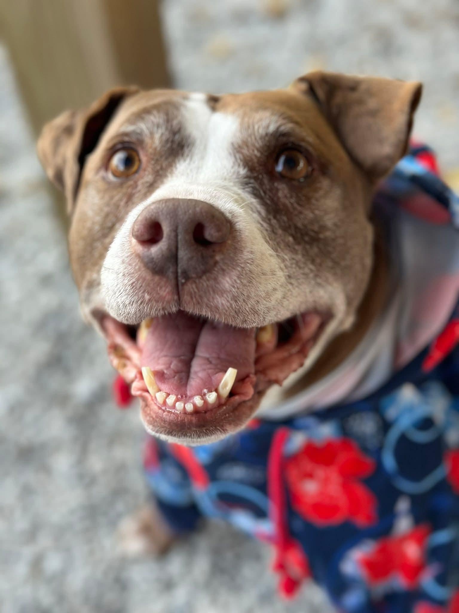 Jolene, a Adoptable Pit Bull Terrier in Westchester, IL image 1/6