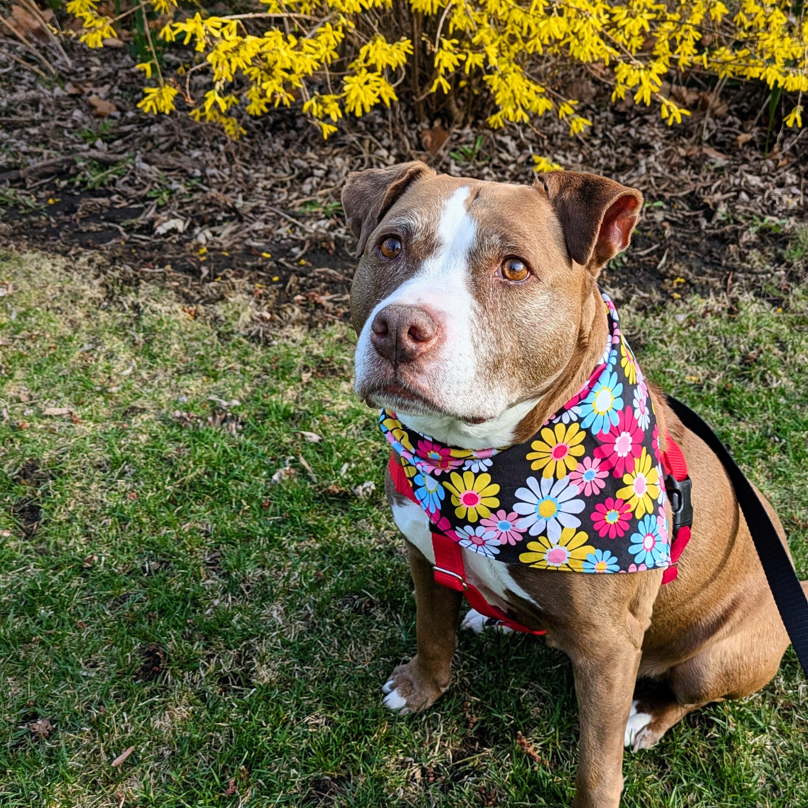 Jolene, a Adoptable Pit Bull Terrier in Westchester, IL image 4/6