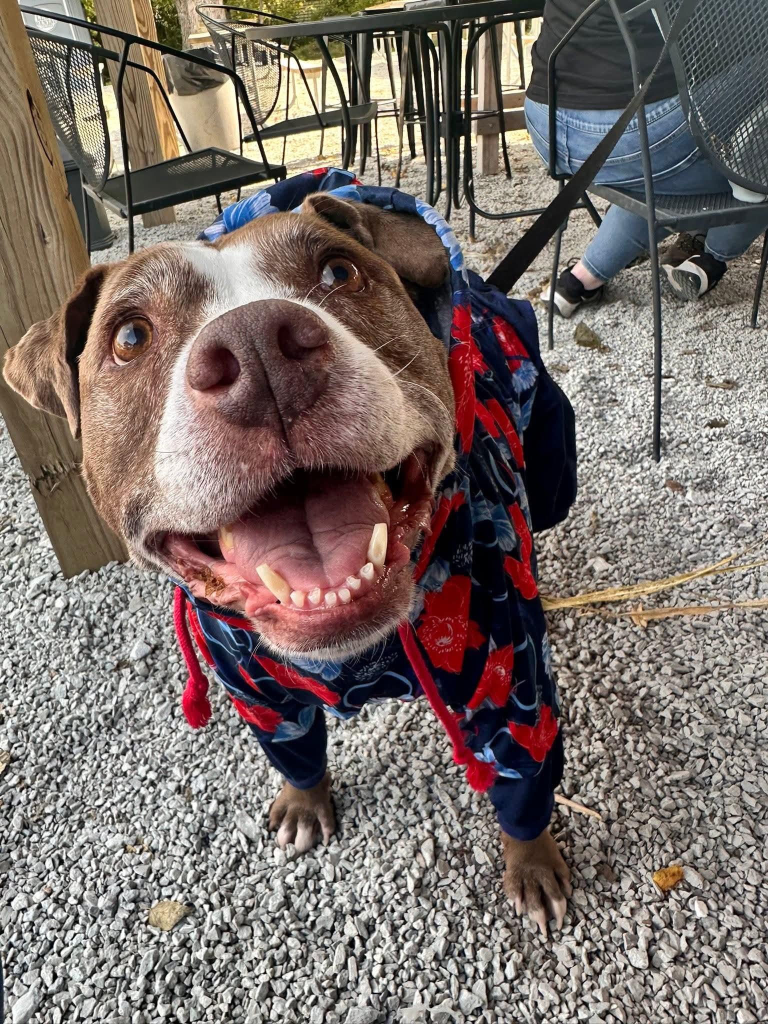 Jolene, a Adoptable Pit Bull Terrier in Westchester, IL image 5/6