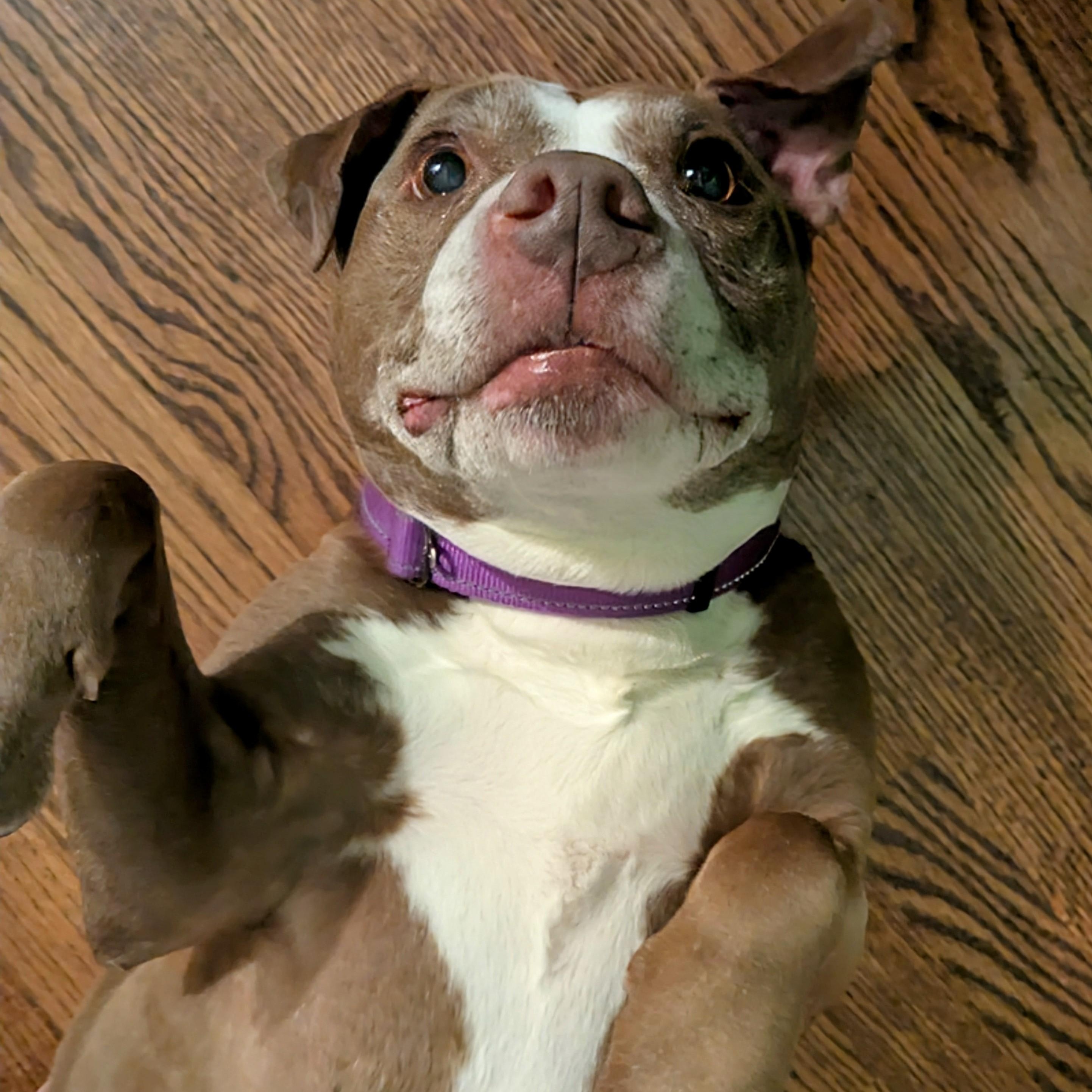 Jolene, a Adoptable Pit Bull Terrier in Westchester, IL image 3/6
