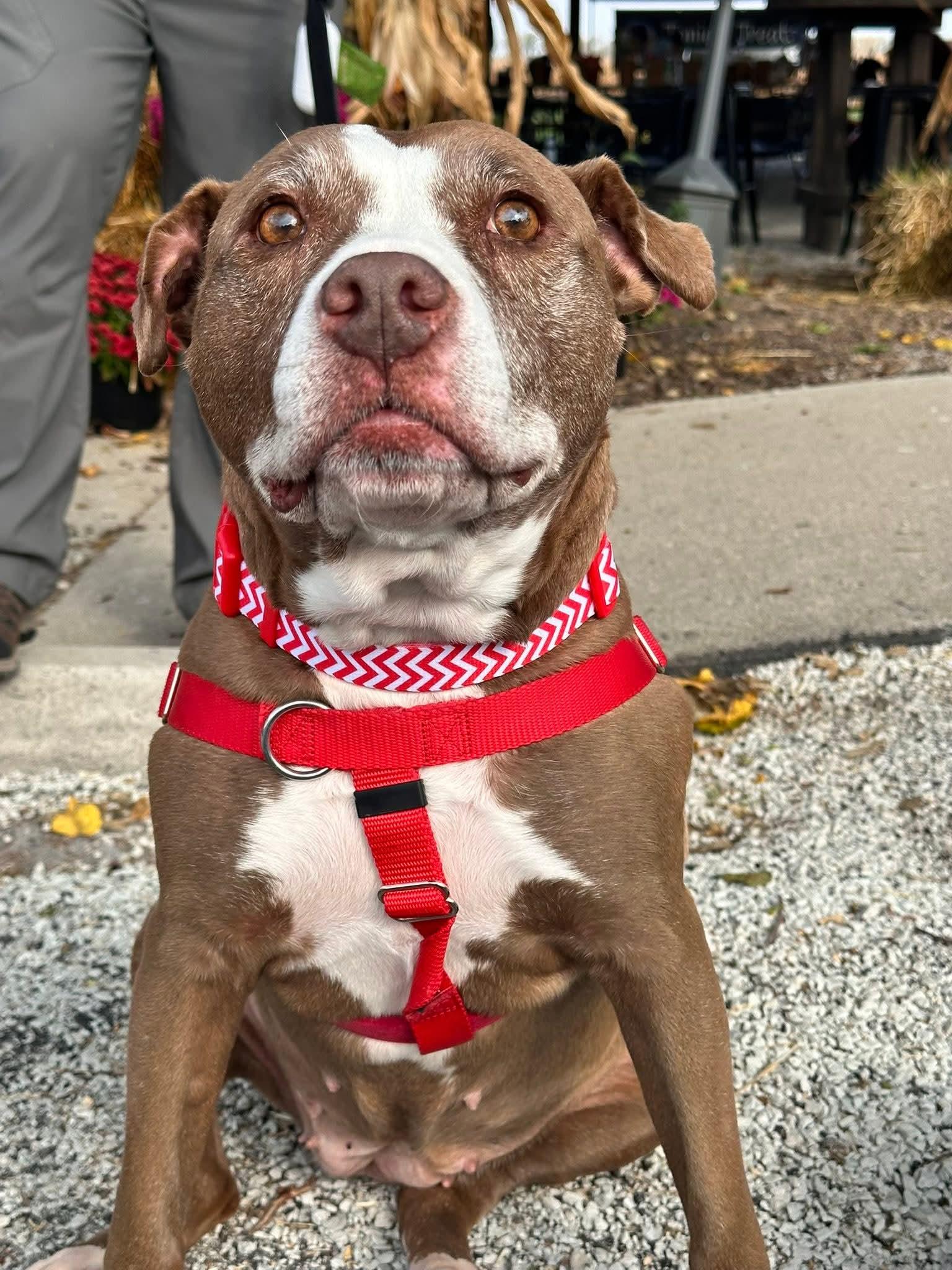 Jolene, a Adoptable Pit Bull Terrier in Westchester, IL image 6/6