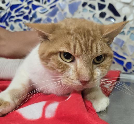 COLBY, Adoptable, Young Male Domestic Short Hair & Domestic Short Hair.