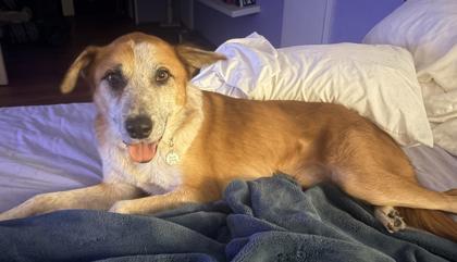 Cardinal, Adoptable, Adult Male Mixed Breed & Mixed Breed.