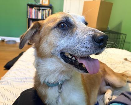 Enlarge Cardinal, a Adoptable mixed breed in Kansas City, MO image 2/3