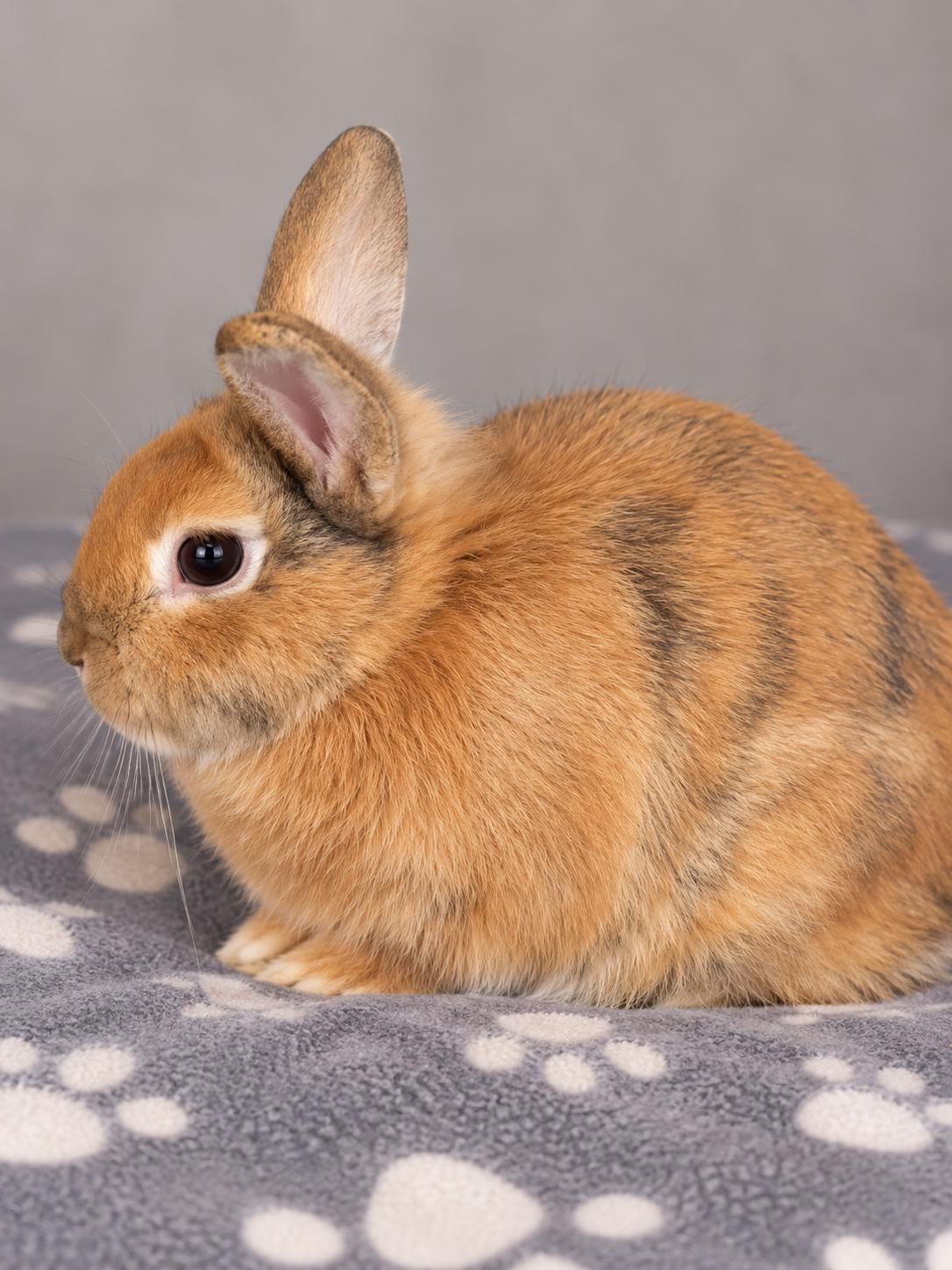 Bun Jovi, Adoptable, Young Male Harlequin.