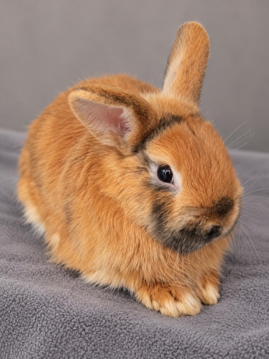 Enlarge Bun Jovi, a Adoptable Harlequin in Mankato, MN image 3/3