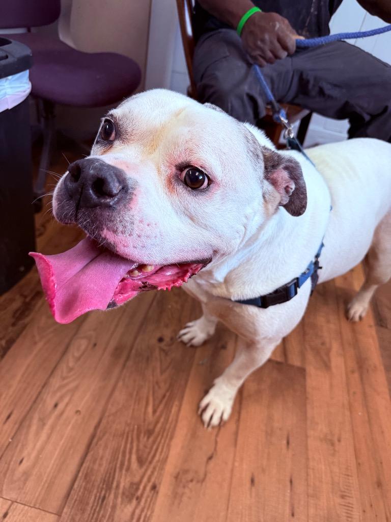 Enlarge Bubba, a Adoptable mixed breed in Fayetteville, TN image 1/2