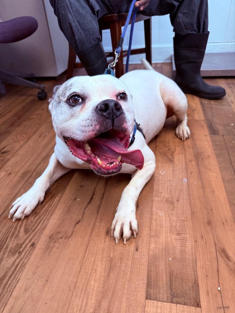 Enlarge Bubba, a Adoptable mixed breed in Fayetteville, TN image 2/2