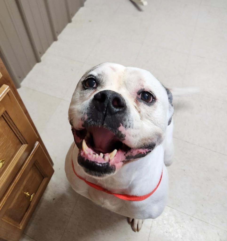Bubba, a Adoptable mixed breed in Fayetteville, TN image 3/4