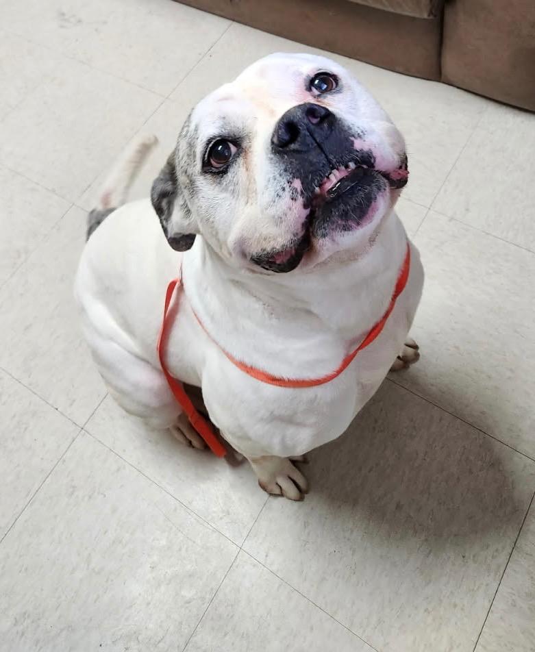 Bubba, a Adoptable mixed breed in Fayetteville, TN image 4/4