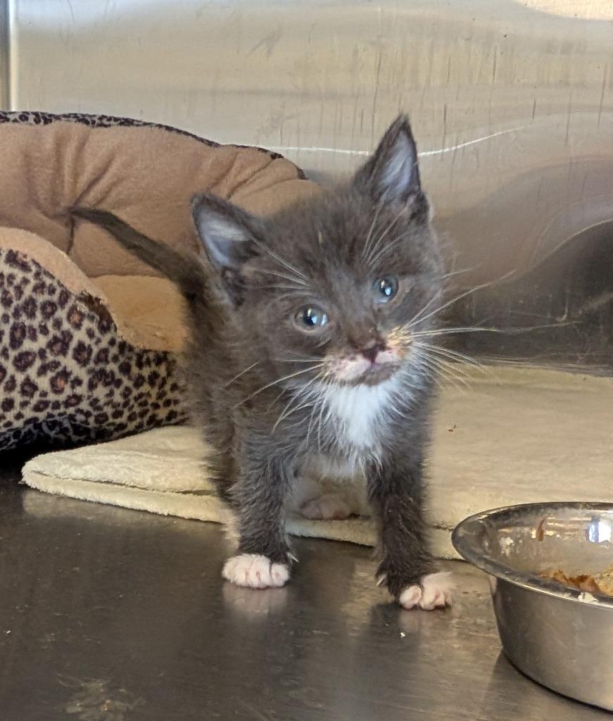 Step, Adoptable, Kitten Female Domestic Short Hair.