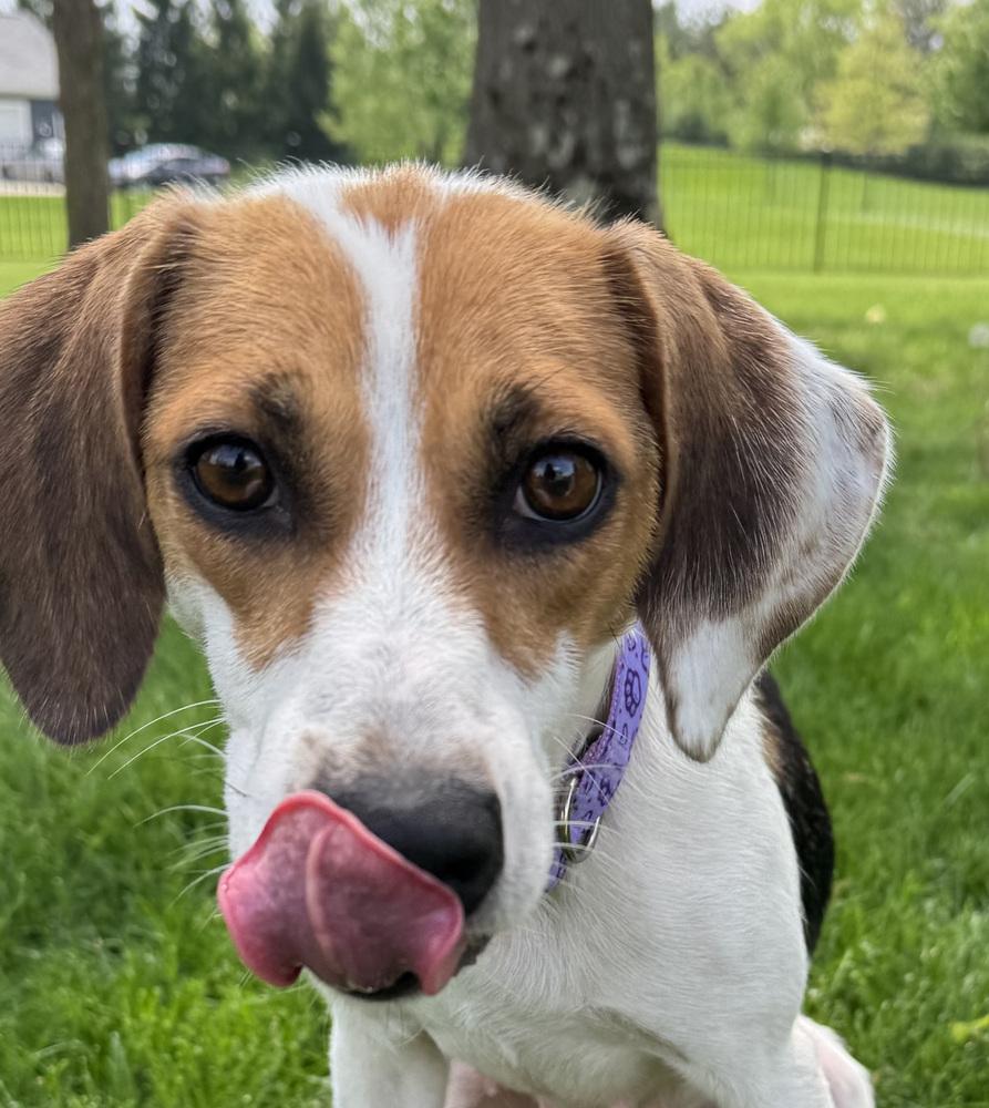 Junie B Jones, a Adoptable Beagle in New Albany, OH image 1/4