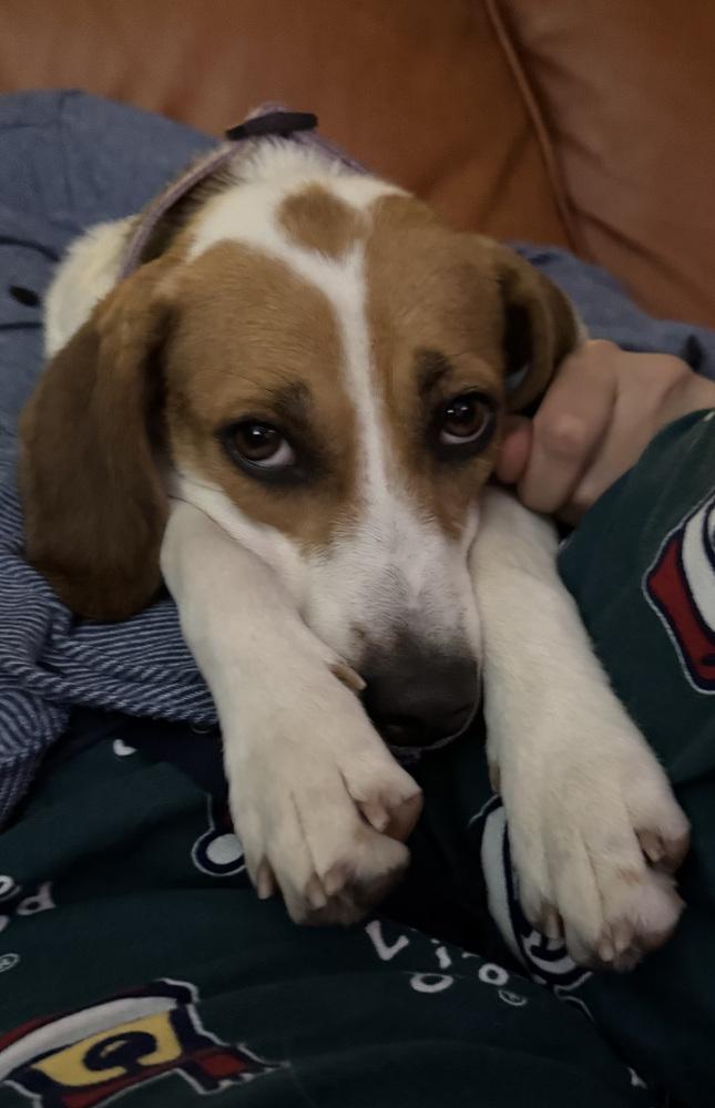 Junie B Jones, a Adoptable Beagle in New Albany, OH image 2/4