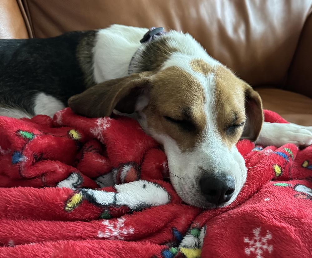 Junie B Jones, a Adoptable Beagle in New Albany, OH image 3/4
