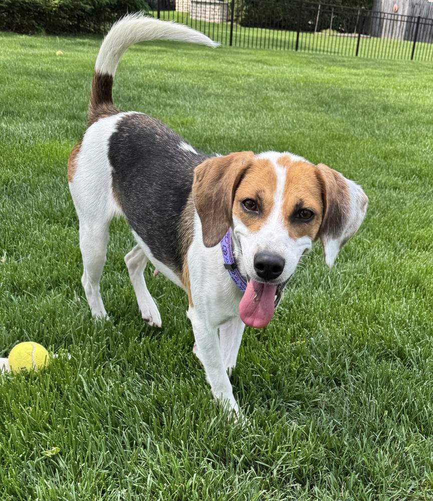 Junie B Jones, a Adoptable Beagle in New Albany, OH image 4/4