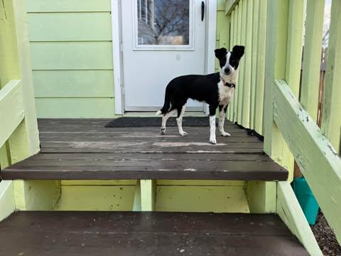 Enlarge Lana, an adopted Terrier in Austin , TX image 2/6