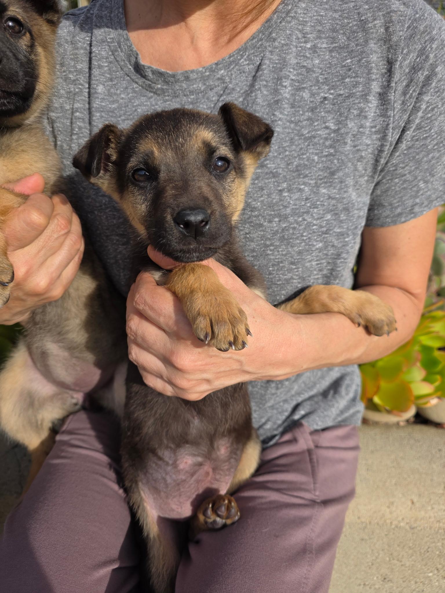 Milly , an adopted mixed breed in Tarzana, CA image 3/3