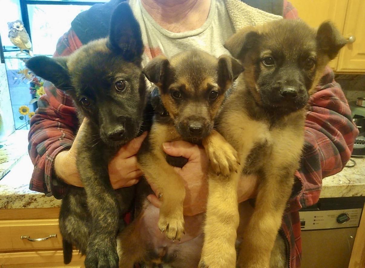 Milly , adopted, Puppy Female German Shepherd Dog.