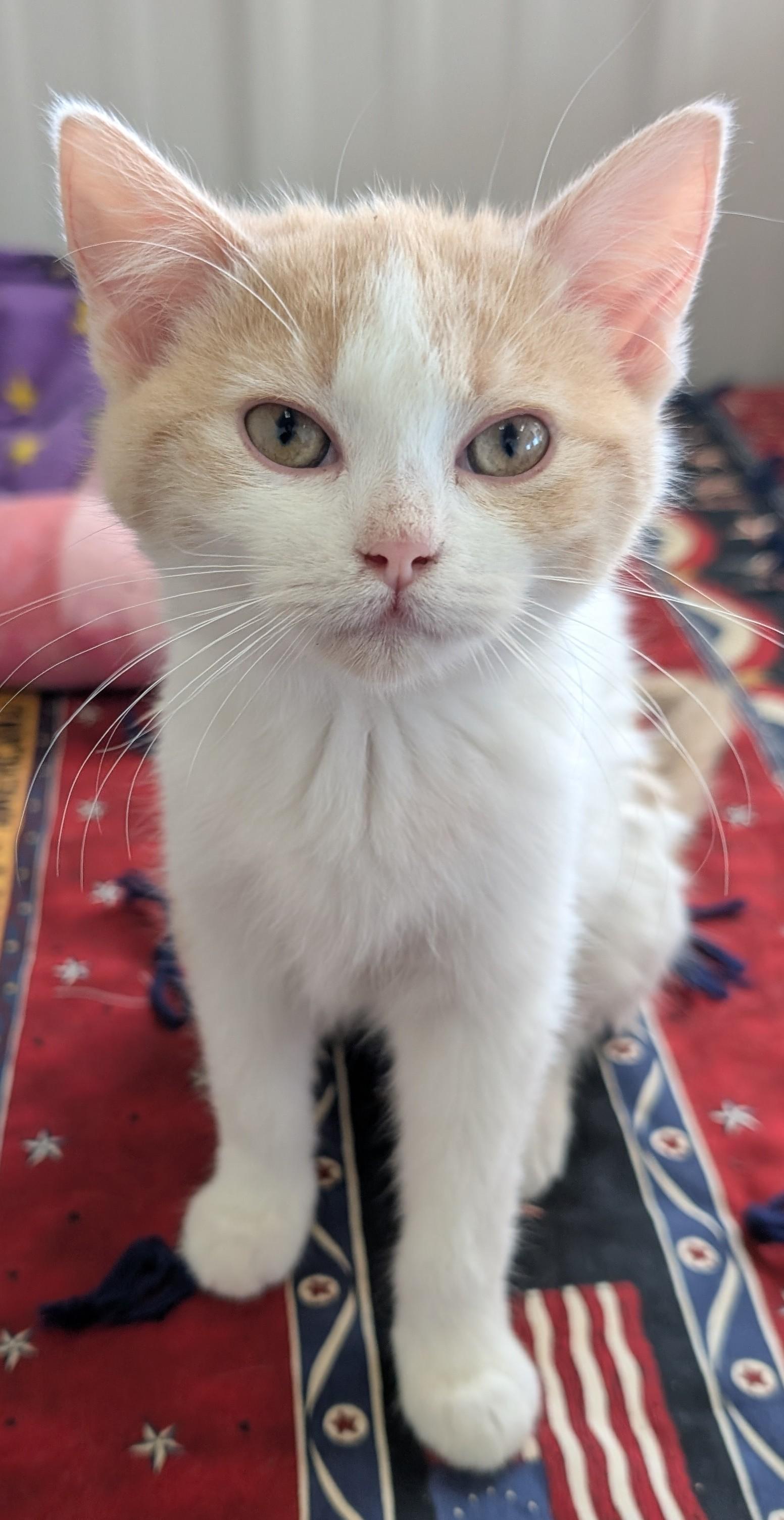 Hilda, a Adoptable Domestic Short Hair in New Ulm, MN image 1/4