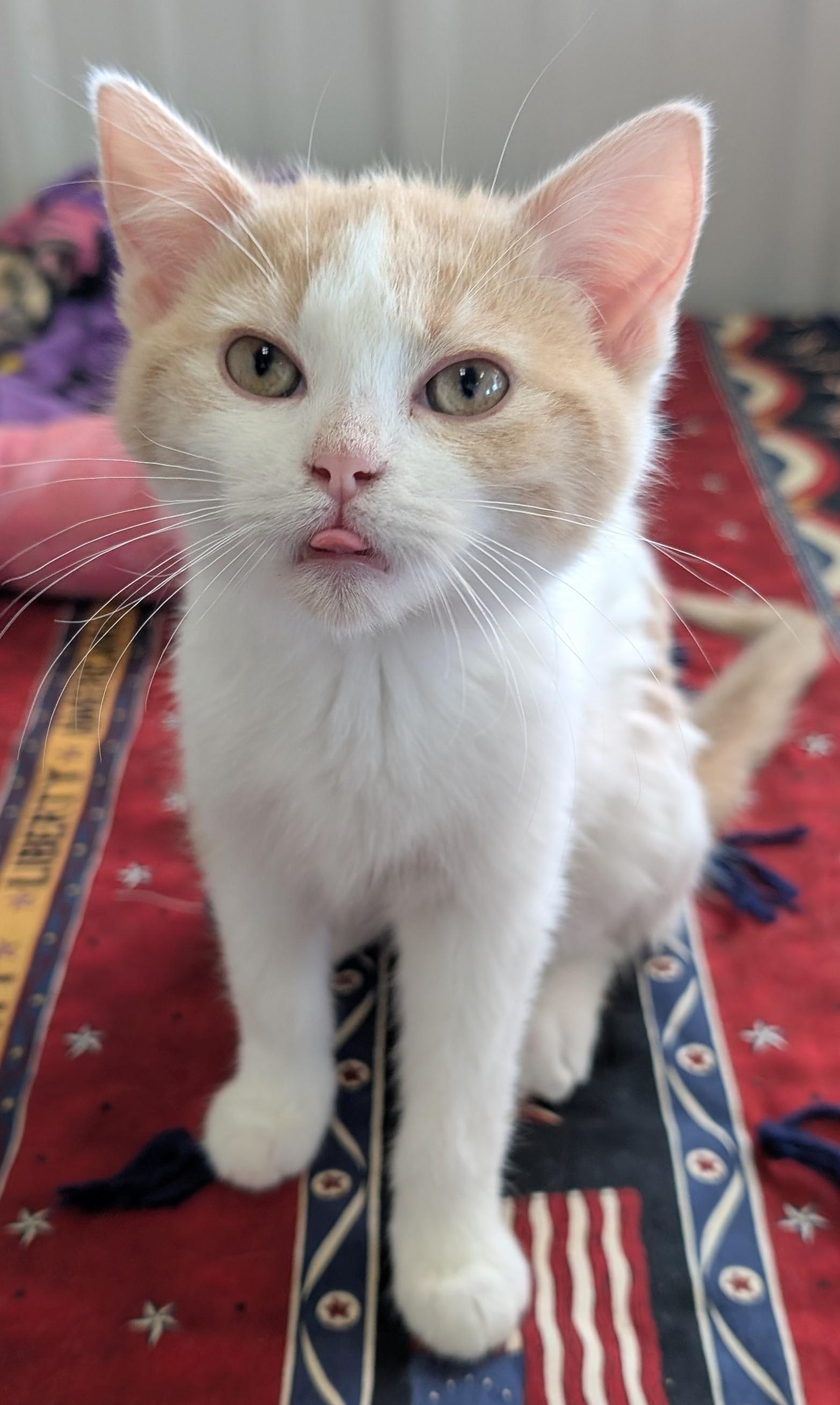 Hilda, a Adoptable Domestic Short Hair in New Ulm, MN image 3/4