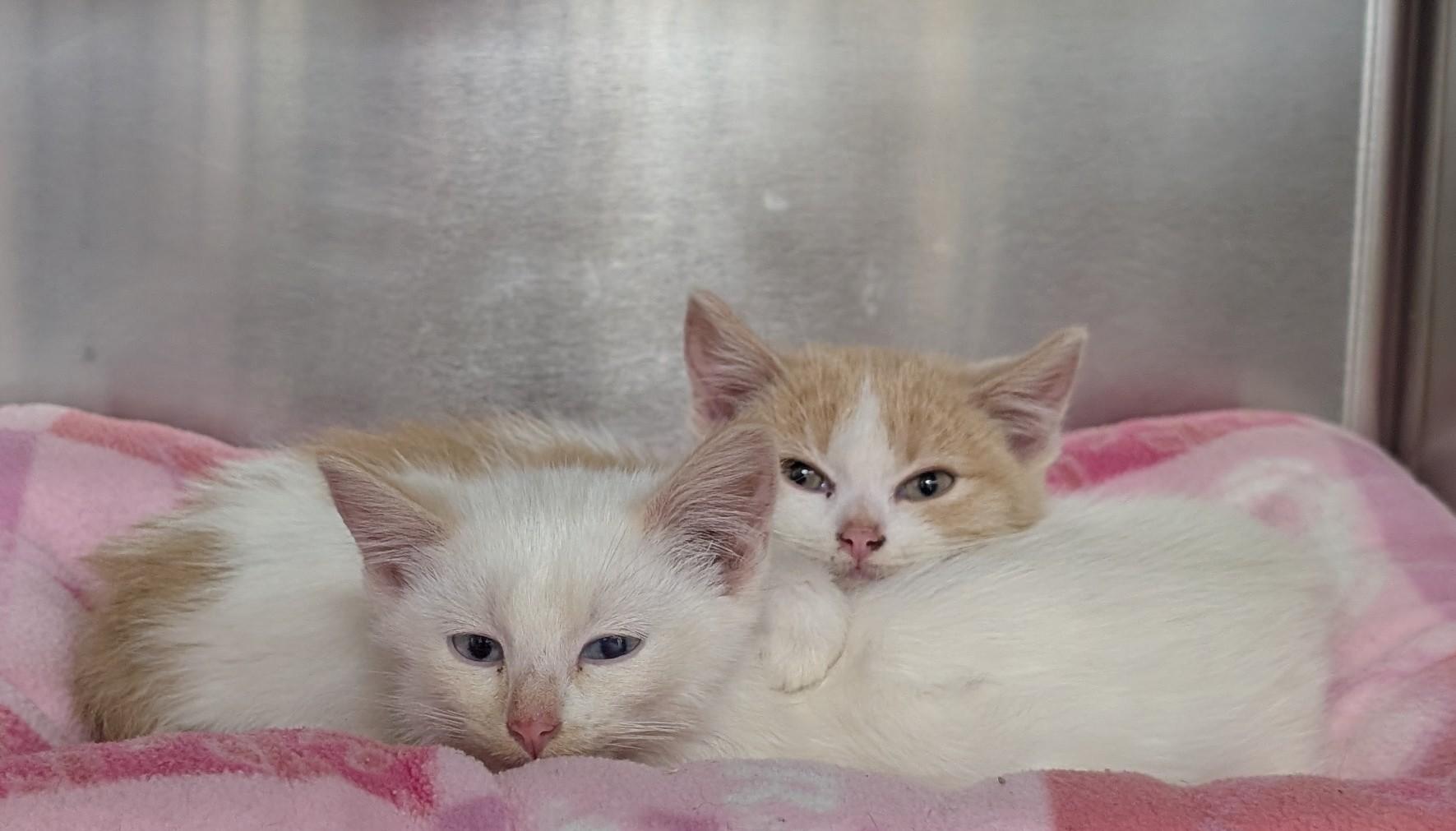 Hilda, a Adoptable Domestic Short Hair in New Ulm, MN image 4/4