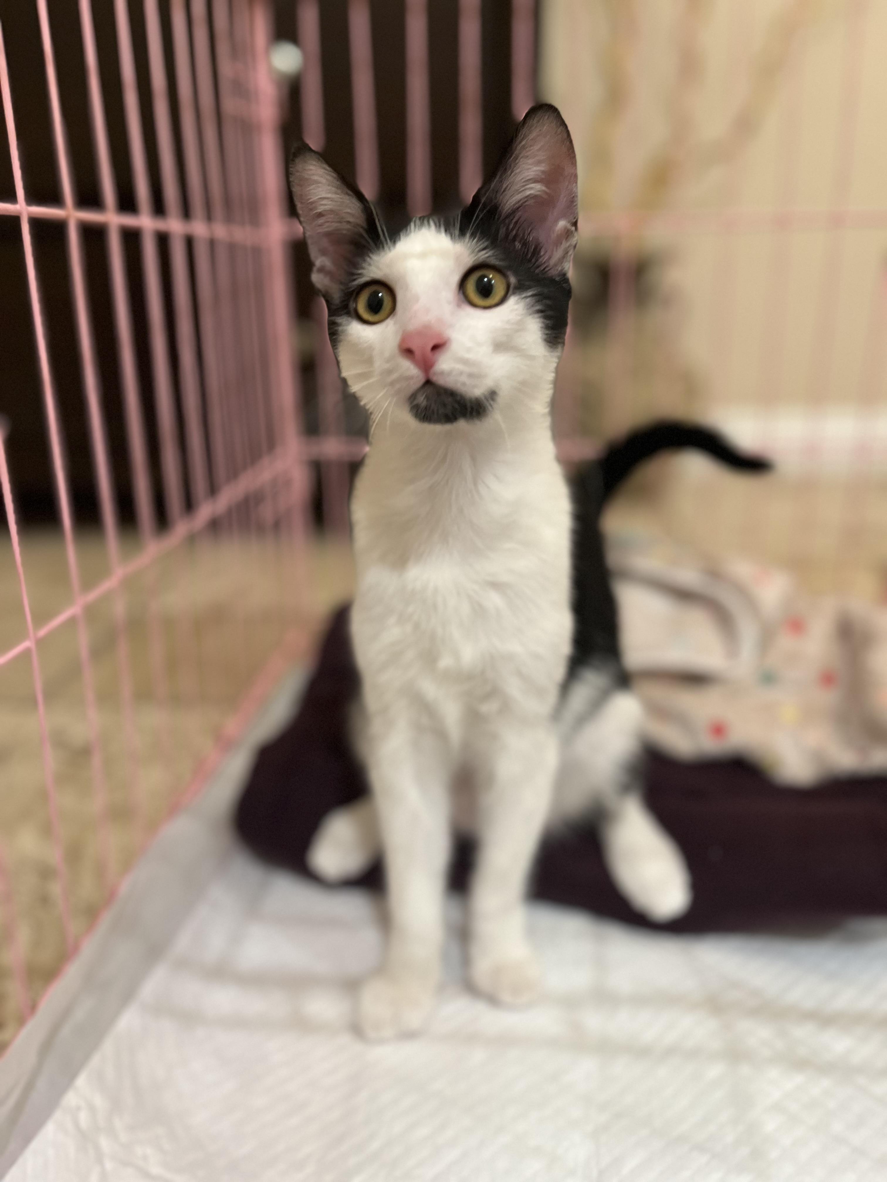 Enlarge Wolfie, a Adoptable Tuxedo in Poway, CA image 2/4