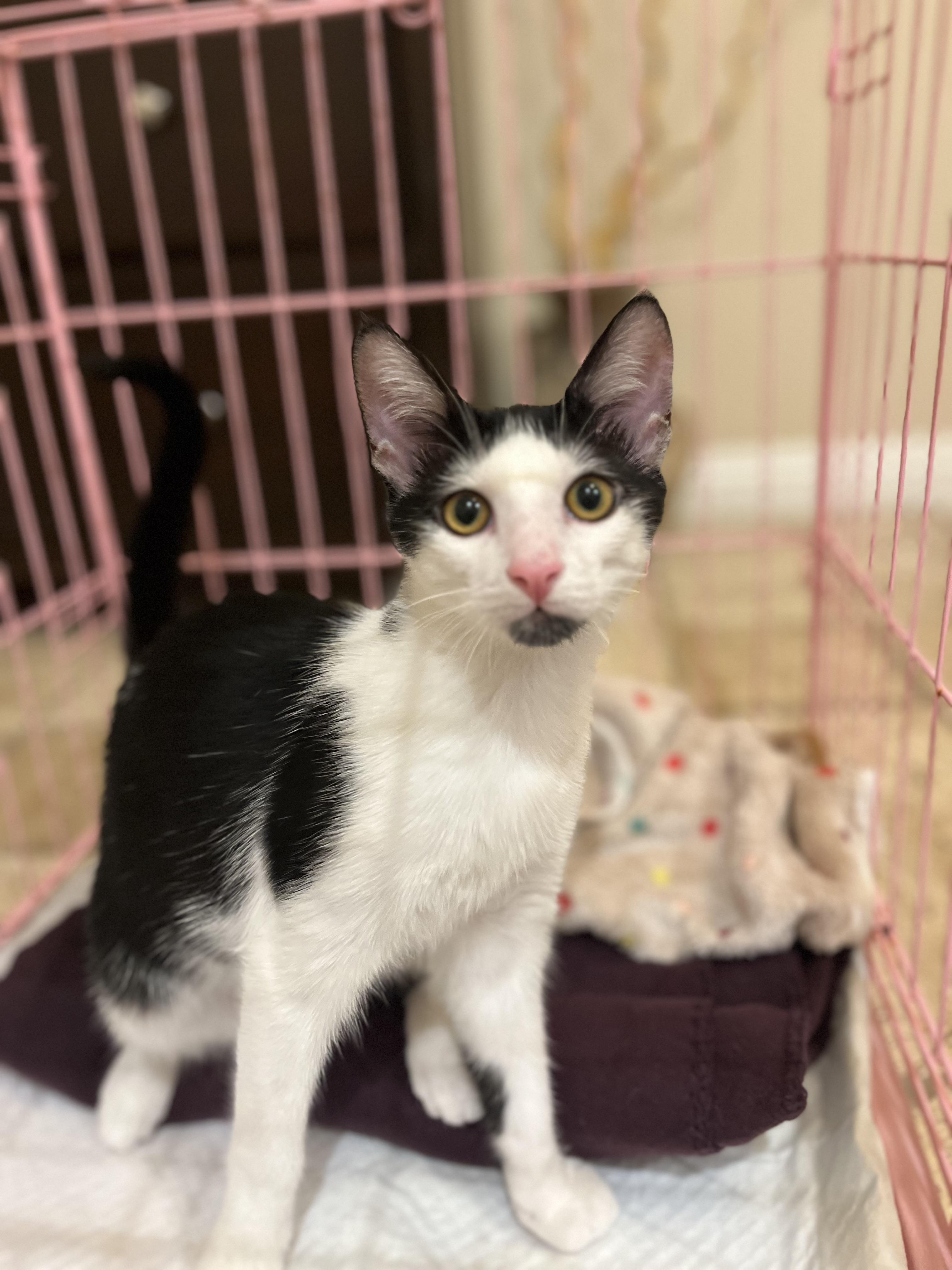 Enlarge Wolfie, a Adoptable Tuxedo in Poway, CA image 3/4