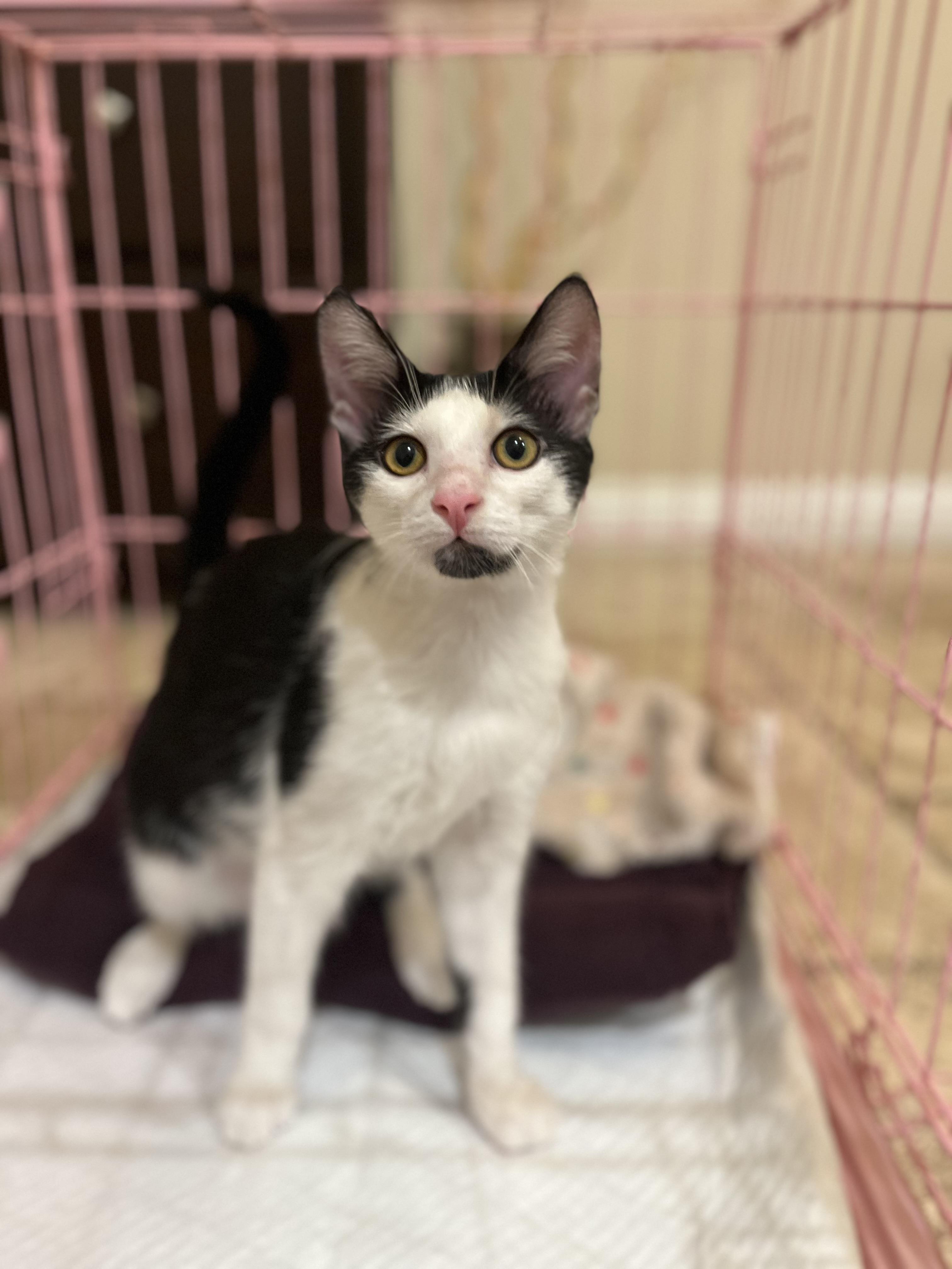 Enlarge Wolfie, a Adoptable Tuxedo in Poway, CA image 4/4