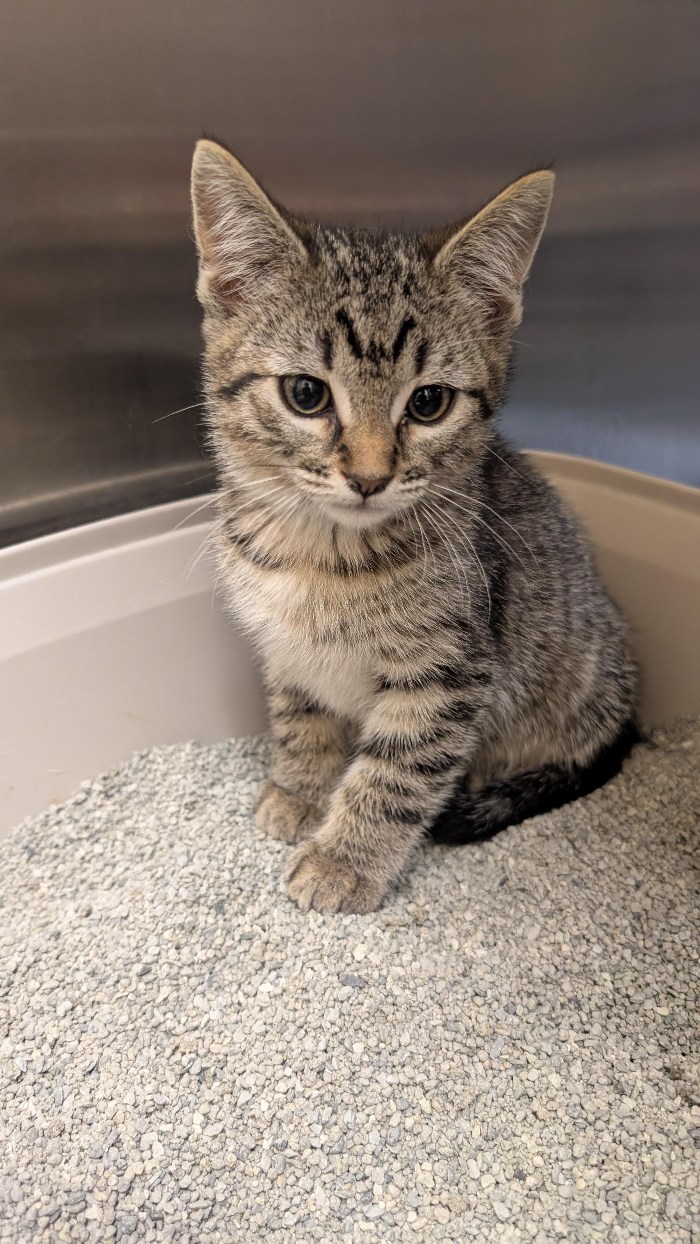 Oliver, ADOPTABLE, Kitten Male Domestic Short Hair.