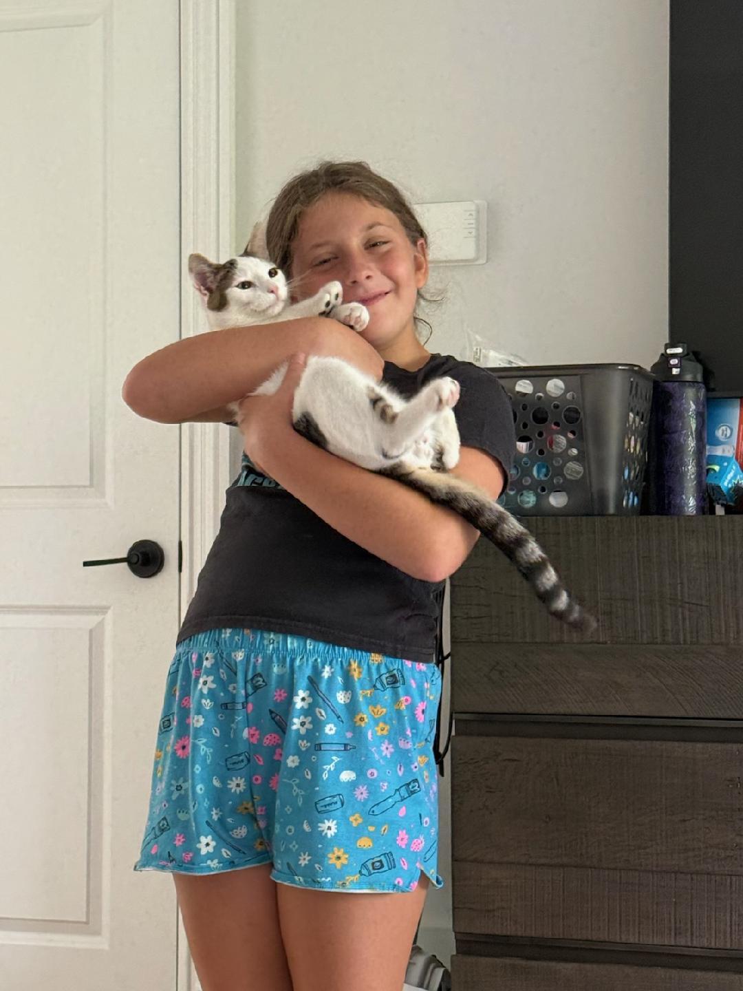 Jax, Adoptable, Kitten Male Domestic Short Hair.