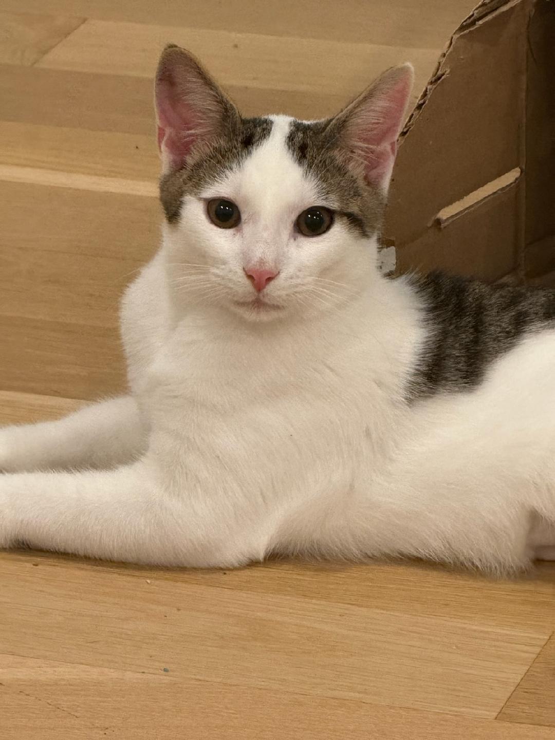 Enlarge Jax, a Adoptable Domestic Short Hair in Morganville, NJ image 2/3