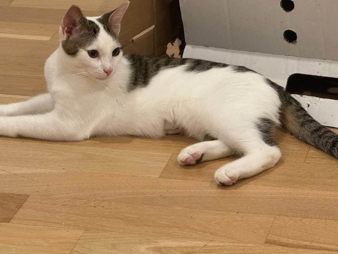 Enlarge Jax, a Adoptable Domestic Short Hair in Morganville, NJ image 3/3