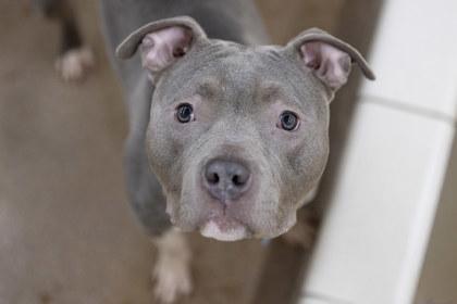 Enlarge Trevor, a Adoptable mixed breed in Golden Valley, MN image 1/2