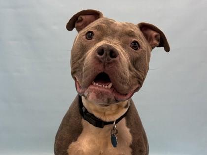 Enlarge Trevor, a Adoptable mixed breed in Golden Valley, MN image 2/2