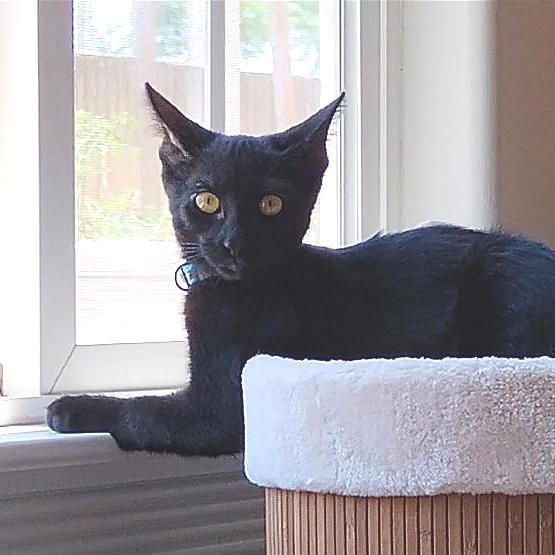 Elvis, Adoptable, Adult Male Domestic Short Hair.