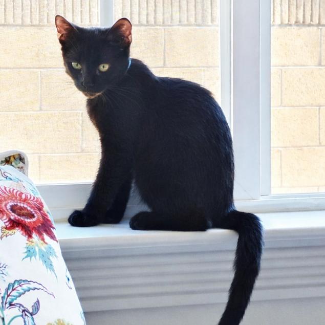 Enlarge Elvis, a Adoptable Domestic Short Hair in Long Beach, CA image 1/3