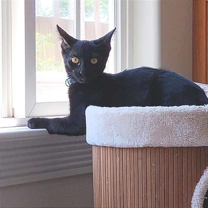 Enlarge Elvis, a Adoptable Domestic Short Hair in Long Beach, CA image 2/3