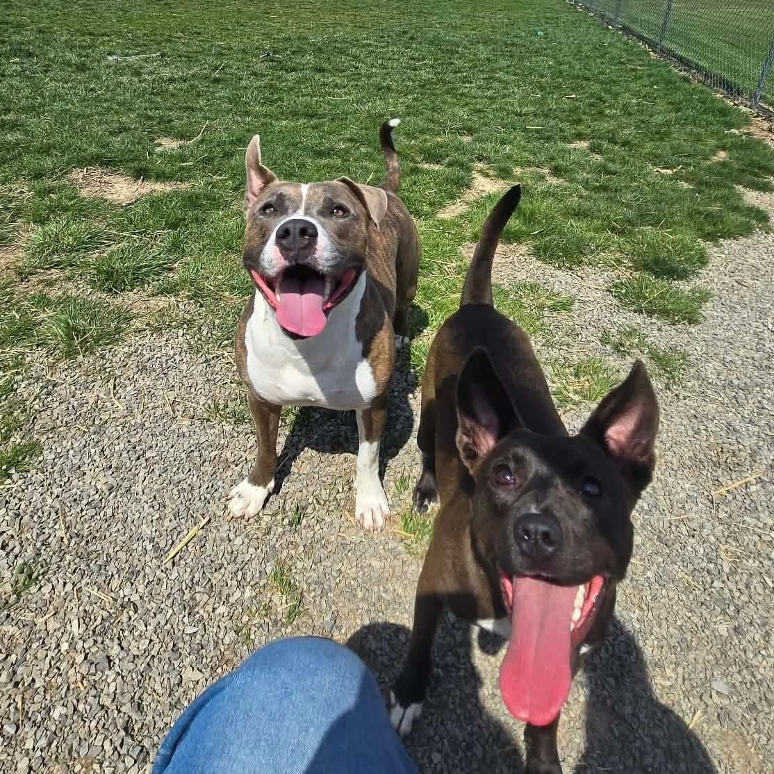 Enlarge DASHER! (ADOPTION FEE SPONSORED!), a Adoptable Pit Bull Terrier in Archbold , OH image 2/5