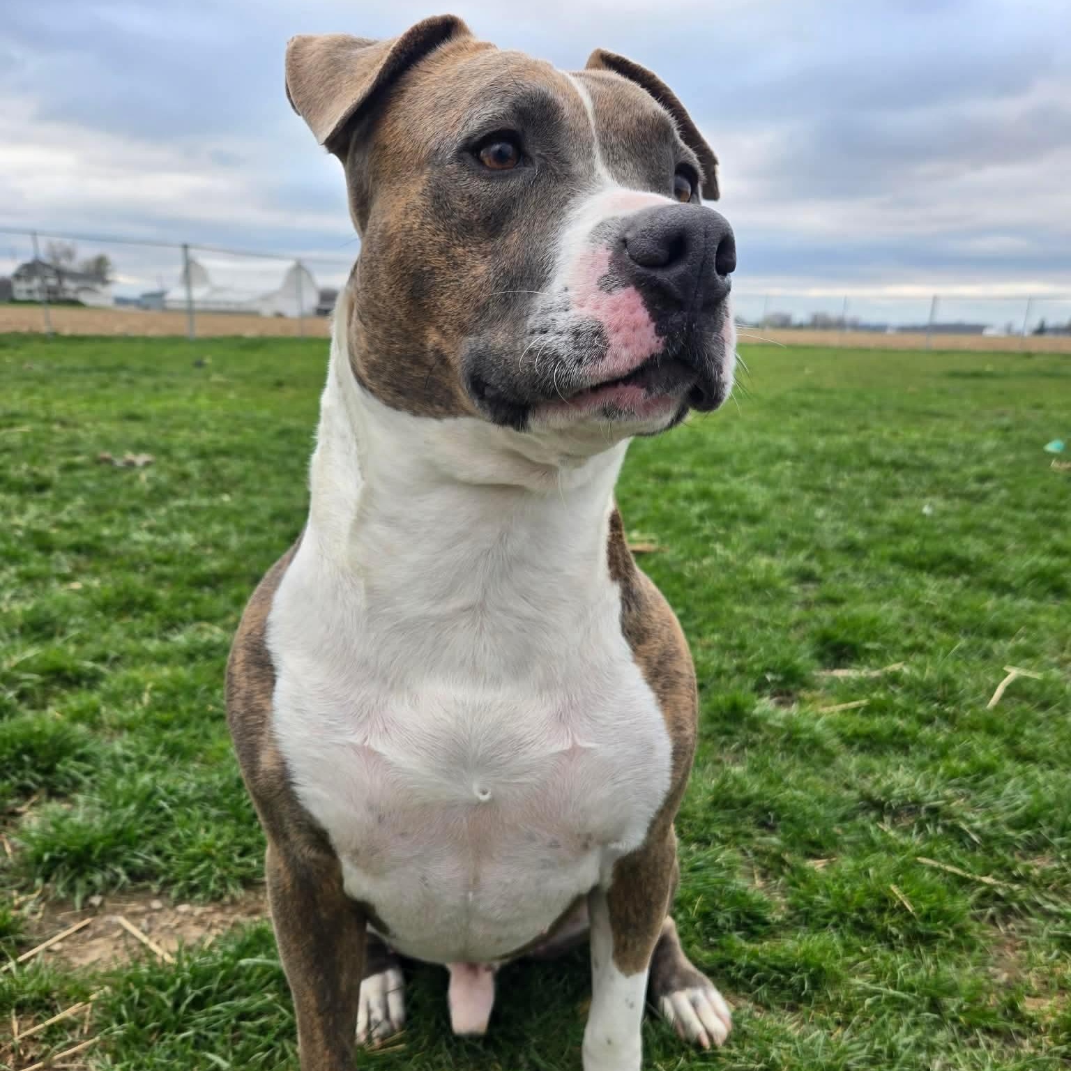 DASHER! (ADOPTION FEE SPONSORED!), Adoptable, Adult Male Pit Bull Terrier.