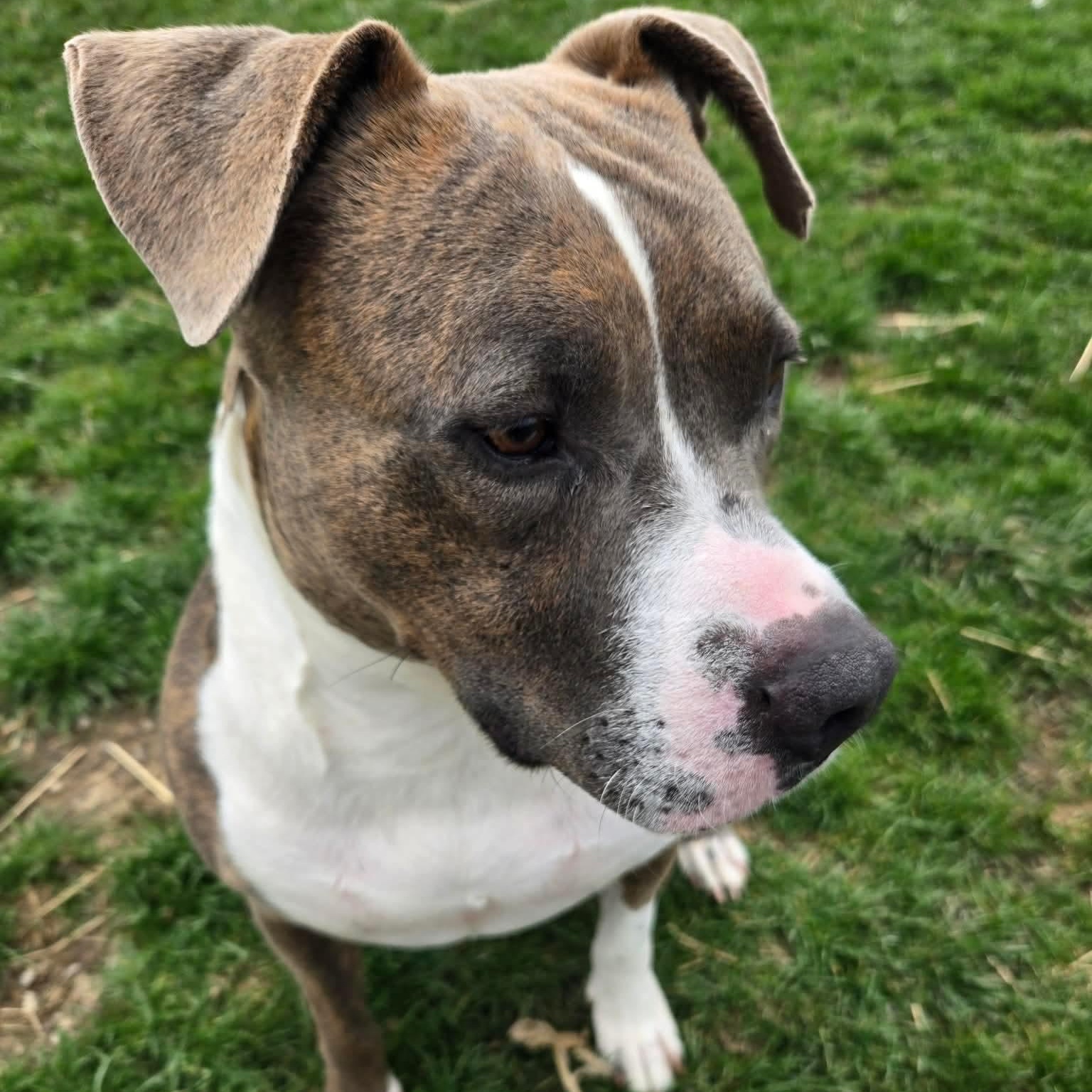 Enlarge DASHER! (ADOPTION FEE SPONSORED!), a Adoptable Pit Bull Terrier in Archbold , OH image 4/5