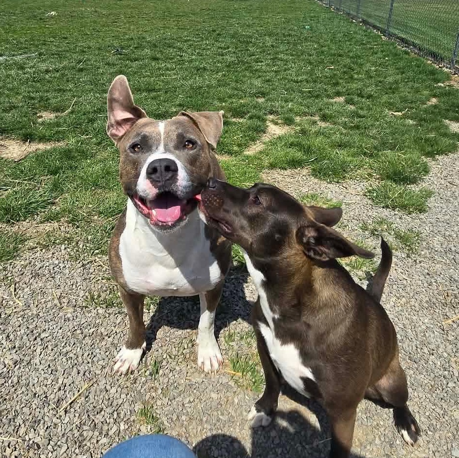 Enlarge DASHER! (ADOPTION FEE SPONSORED!), a Adoptable Pit Bull Terrier in Archbold , OH image 3/5