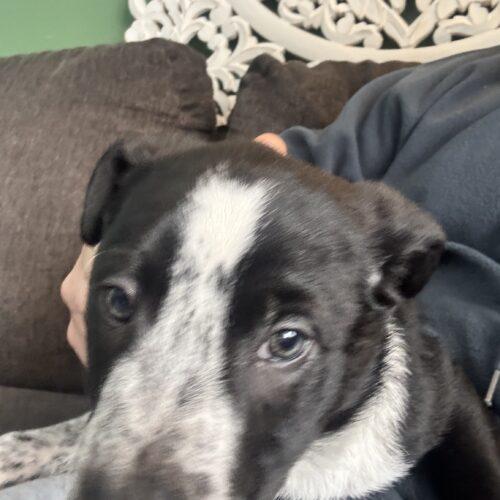 Hickory, Adoptable, Young Male Smooth Collie & Australian Shepherd.