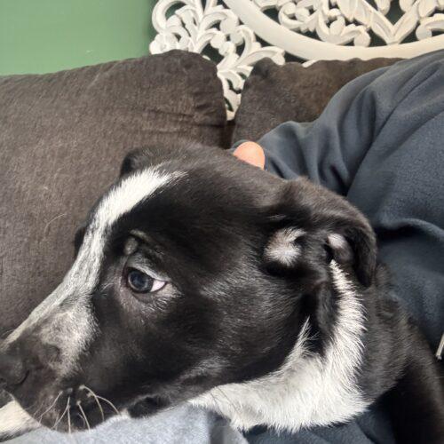 Hickory, a Adoptable mixed breed in Vienna, ON image 3/4