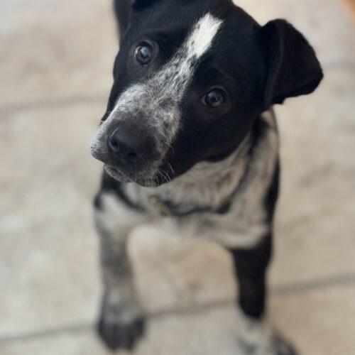 Hickory, a Adoptable mixed breed in Vienna, ON image 4/4