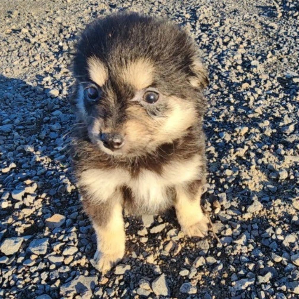 Mercy, Adoptable, Puppy Female Pomeranian & Rat Terrier.