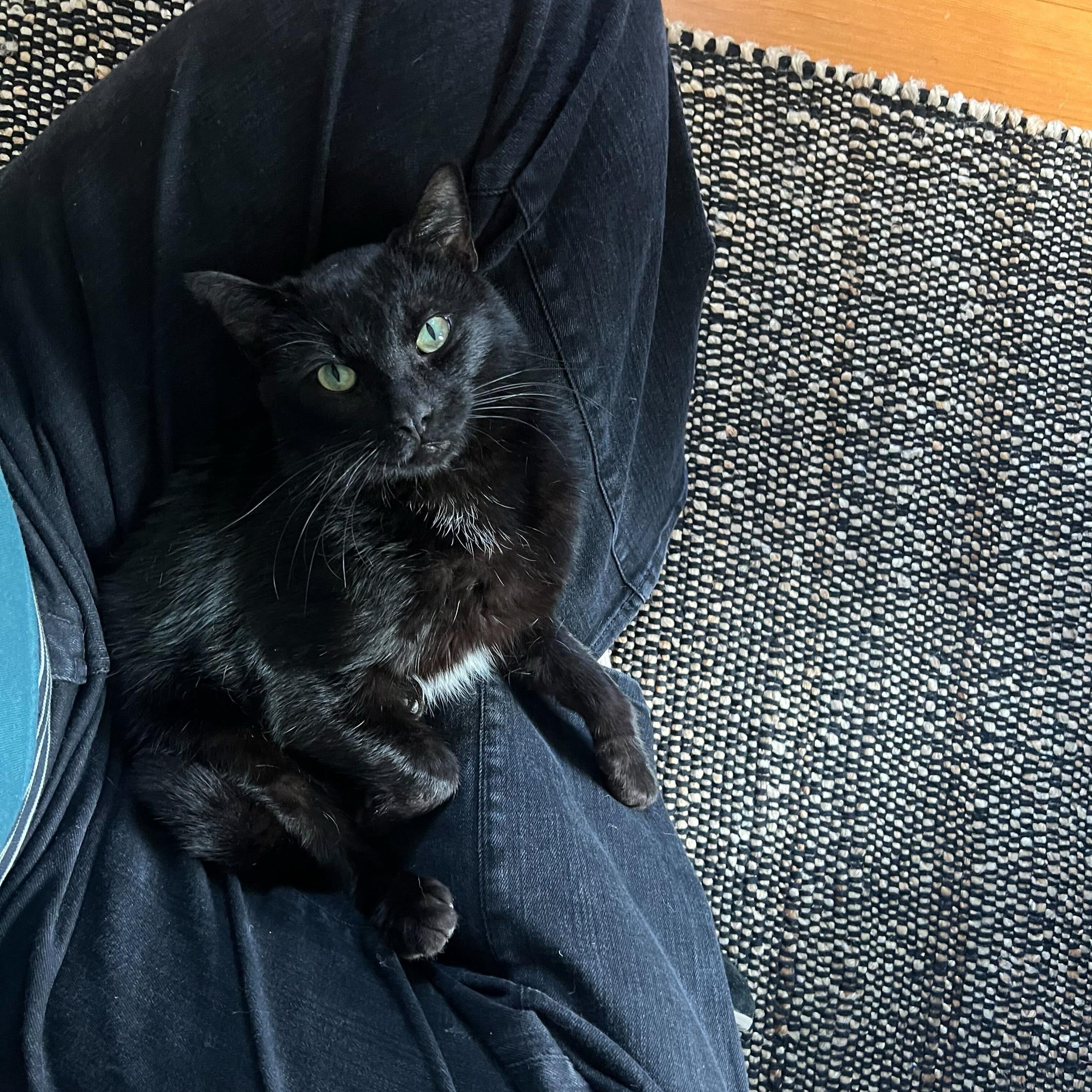 Enlarge Paulie Jr., a ADOPTABLE Domestic Short Hair in Seattle, WA image 3/6