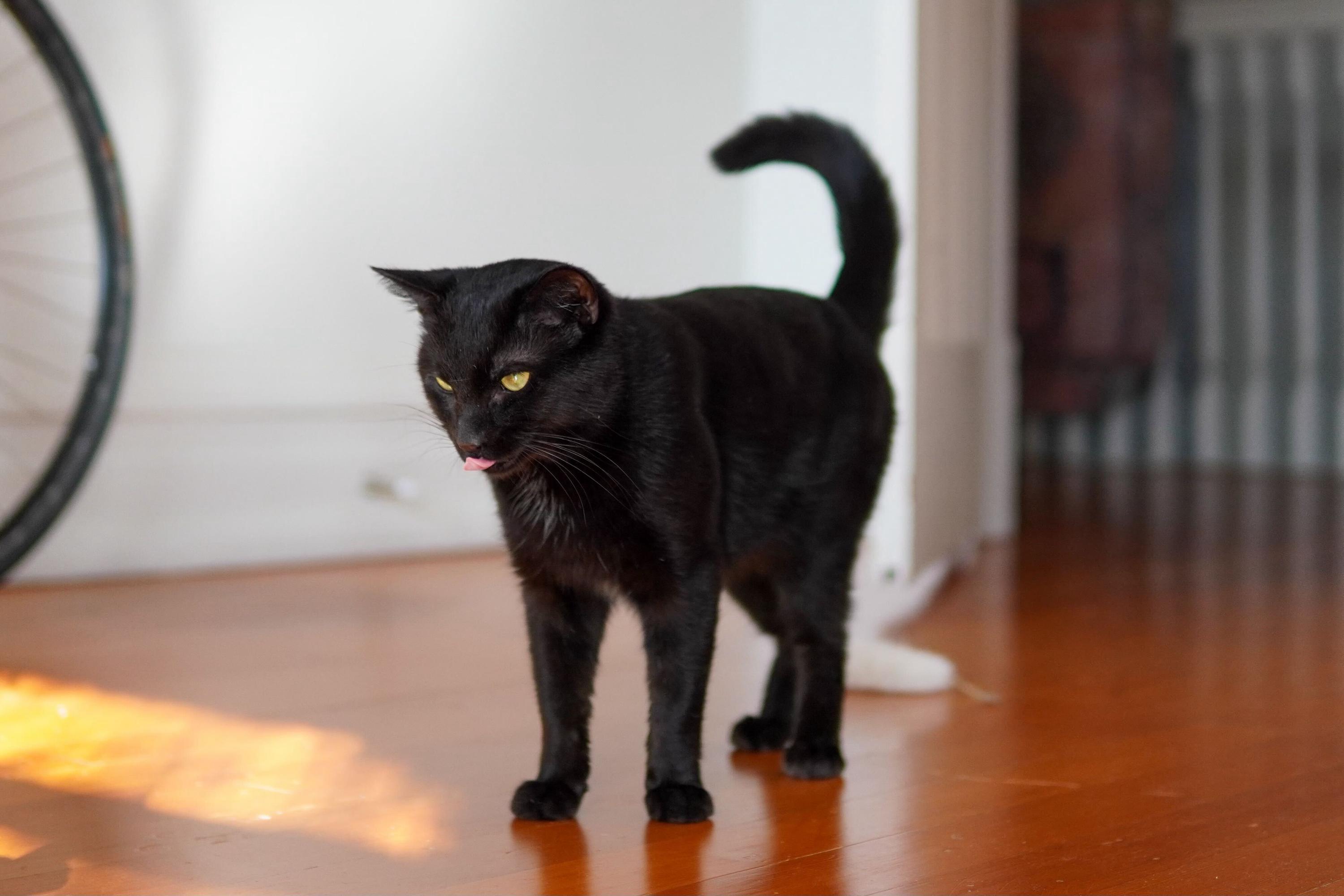 Enlarge Paulie Jr., a ADOPTABLE Domestic Short Hair in Seattle, WA image 5/6