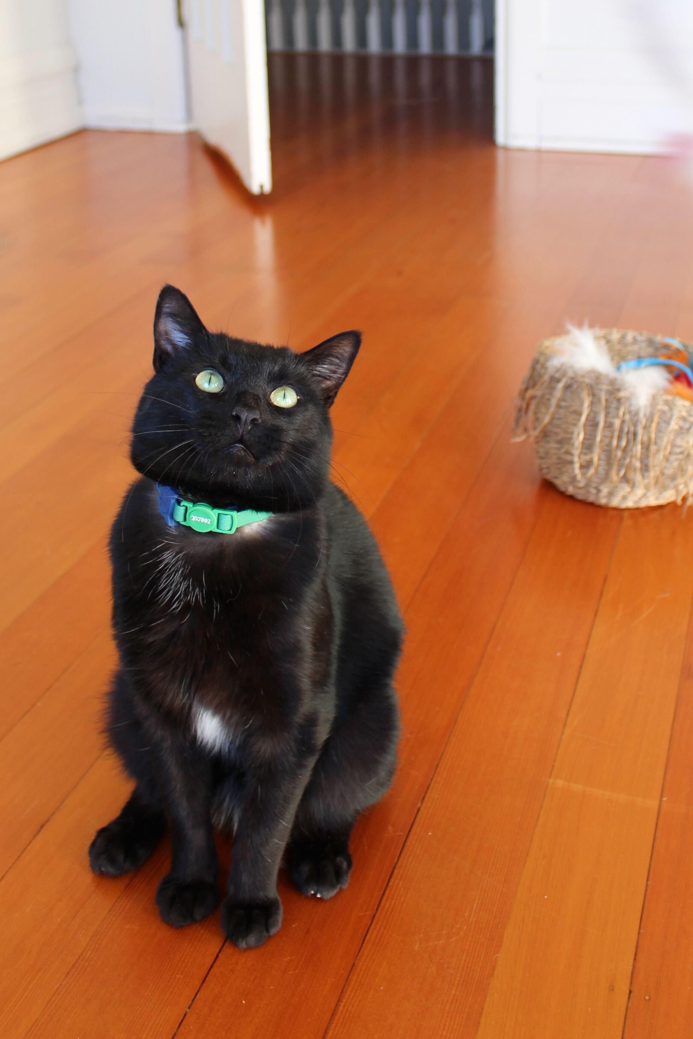 Enlarge Paulie Jr., a ADOPTABLE Domestic Short Hair in Seattle, WA image 4/6