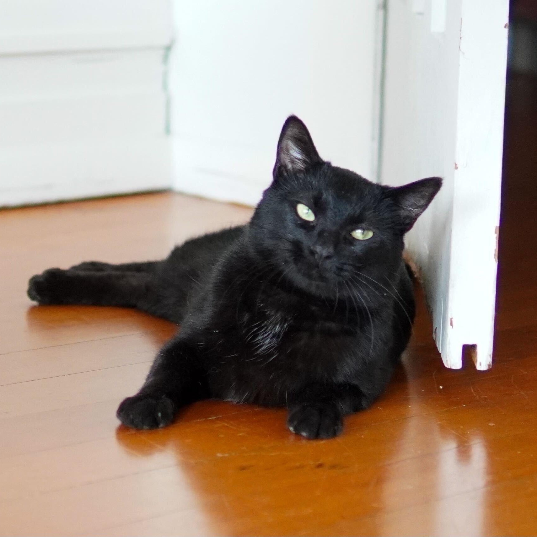 Paulie Jr., ADOPTABLE, Adult Male Domestic Short Hair.